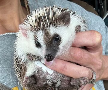 Muddy Creek Hedgehogs LLC