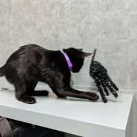 Easton Commons Animal Hospital ico