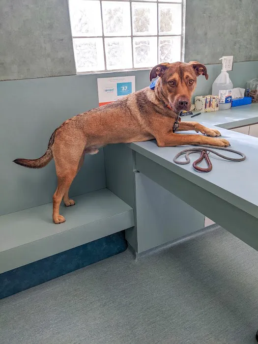 Easton Commons Animal Hospital 12