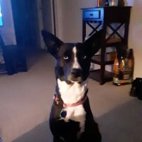 Banfield Pet Hospital ico