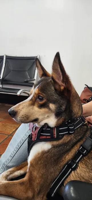 Petcare Express 12