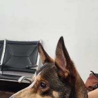 Petcare Express ico