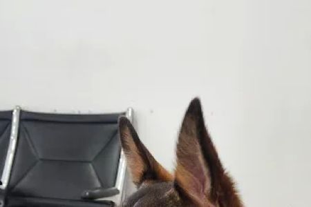 Petcare Express