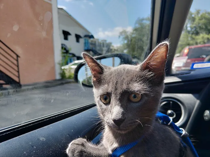 Petcare Express 12