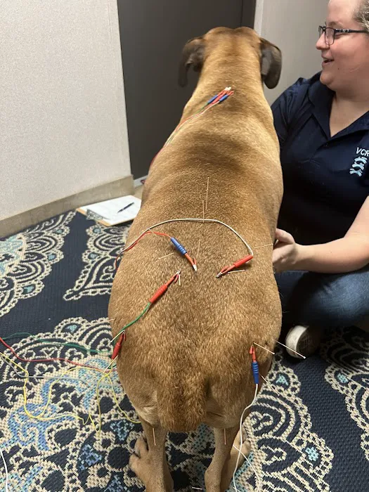 Veterinary Chiropractic and Rehabilitation Clinic 1