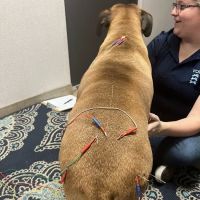 Veterinary Chiropractic and Rehabilitation Clinic ico