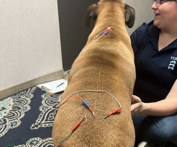 Veterinary Chiropractic and Rehabilitation Clinic