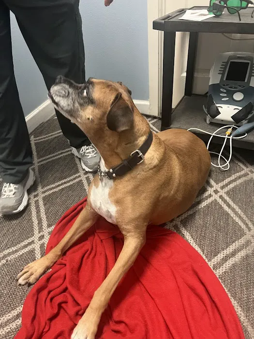 Veterinary Chiropractic and Rehabilitation Clinic 3