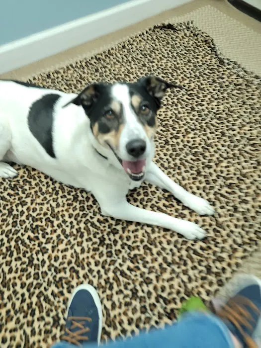 Veterinary Chiropractic and Rehabilitation Clinic 8