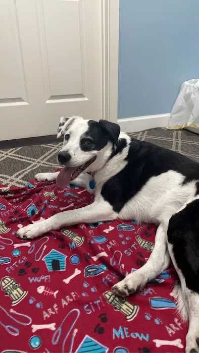 Veterinary Chiropractic and Rehabilitation Clinic 10