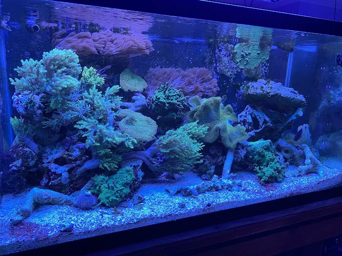 Aquarium Shine 3