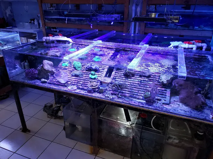 Aquarium Shine 4