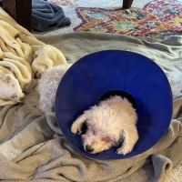 Gulf Coast Animal Eye Clinic ico