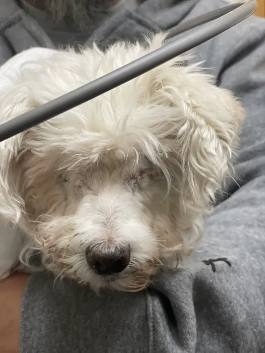 Gulf Coast Animal Eye Clinic 12