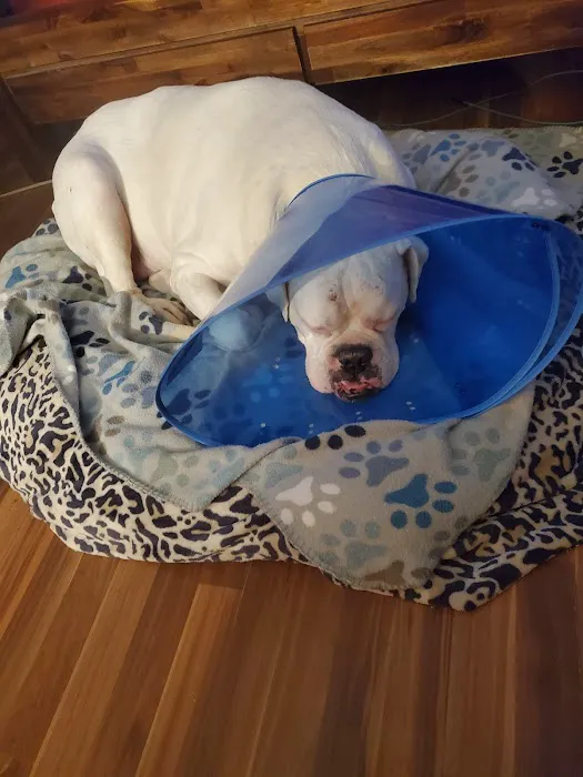 Gulf Coast Animal Eye Clinic 12