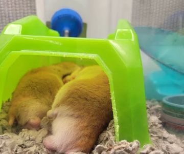 Petco