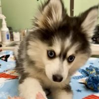 Haven Veterinary Clinic ico