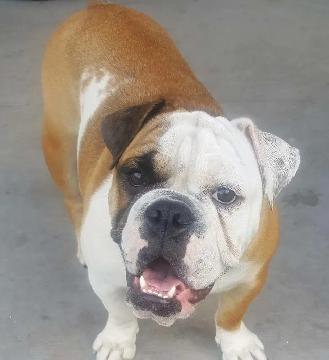 South Belt Animal Hospital 2