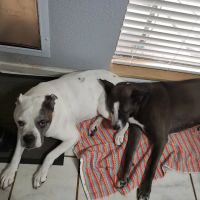 South Belt Animal Hospital ico
