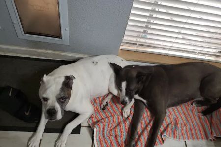 South Belt Animal Hospital