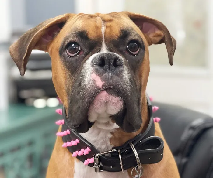 South Belt Animal Hospital 3