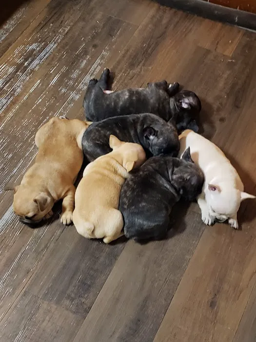 South Belt Animal Hospital 8