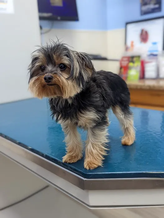 South Belt Animal Hospital 6