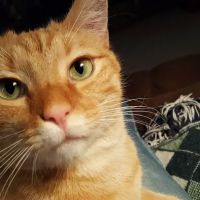 Bay Glen Animal Hospital ico