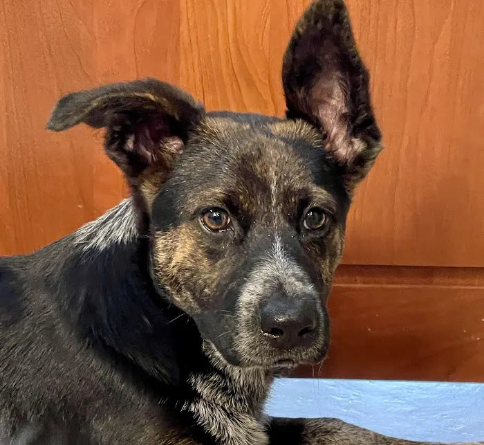 Bay Glen Animal Hospital 12