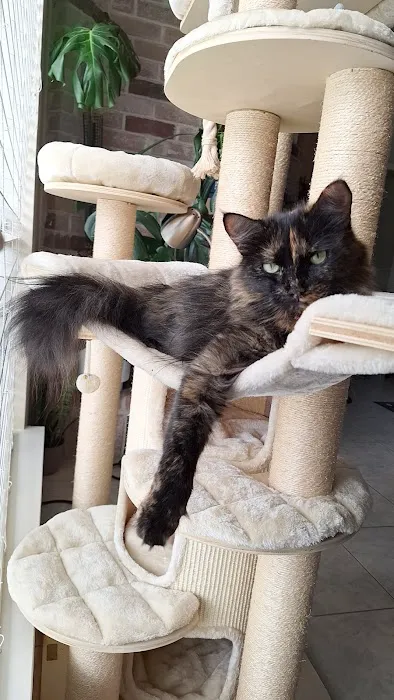 Feline Medical Center 12