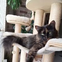 Feline Medical Center ico
