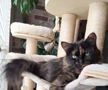 Feline Medical Center