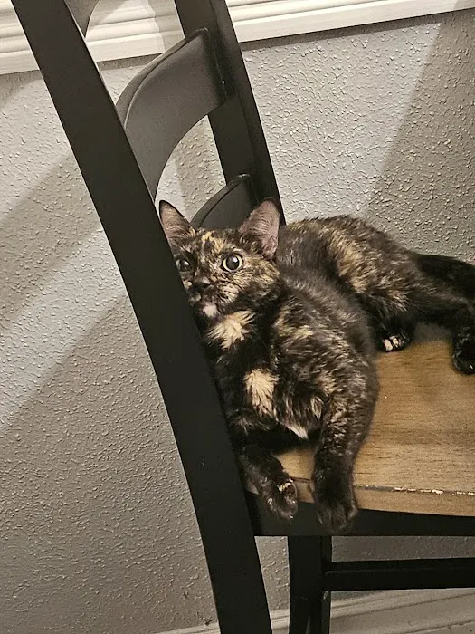Feline Medical Center 12