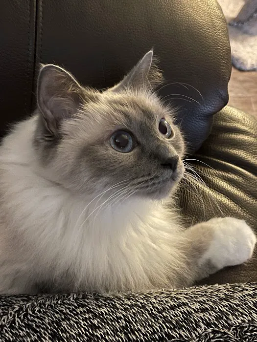 Feline Medical Center 12