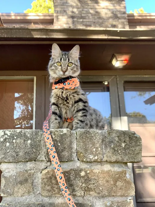 Feline Medical Center 12