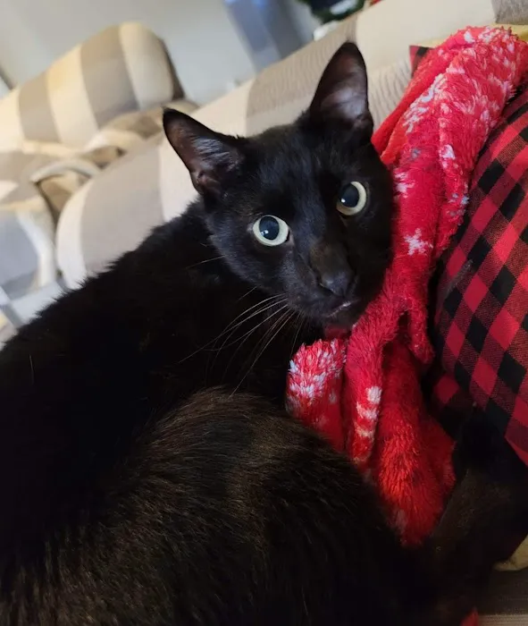 Feline Medical Center 12