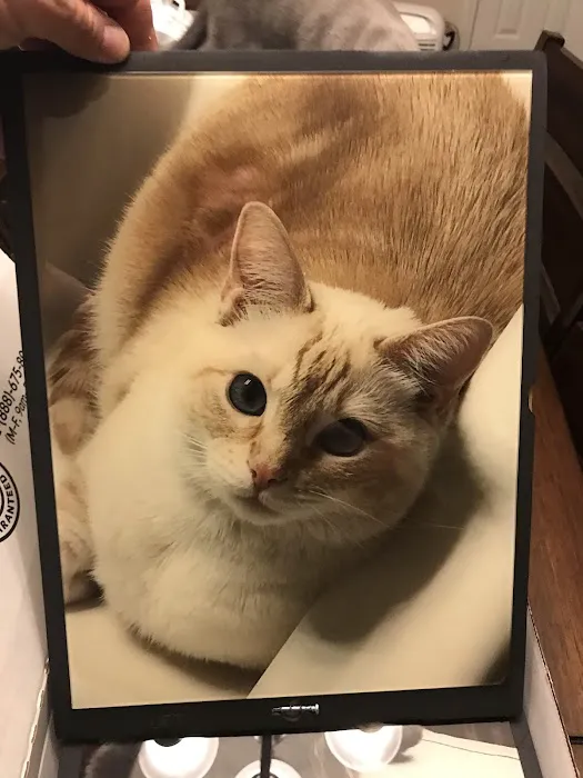 Feline Medical Center 12