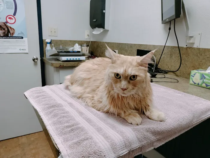 Feline Medical Center 12