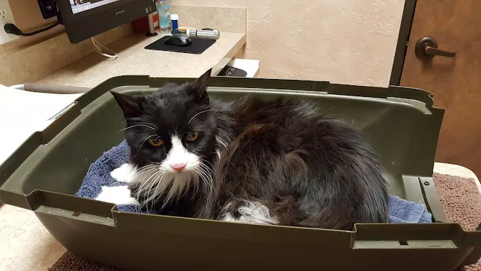 Feline Medical Center 12