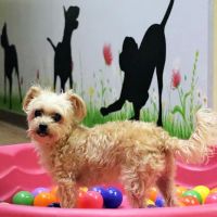 Tlc Animal Hospital: Richardson Katherine DVM ico