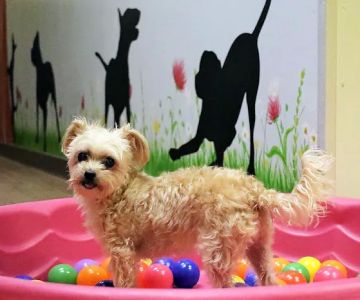 Tlc Animal Hospital: Richardson Katherine DVM
