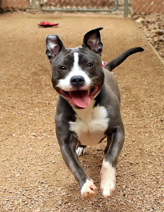 Tlc Animal Hospital: Richardson Katherine DVM 12