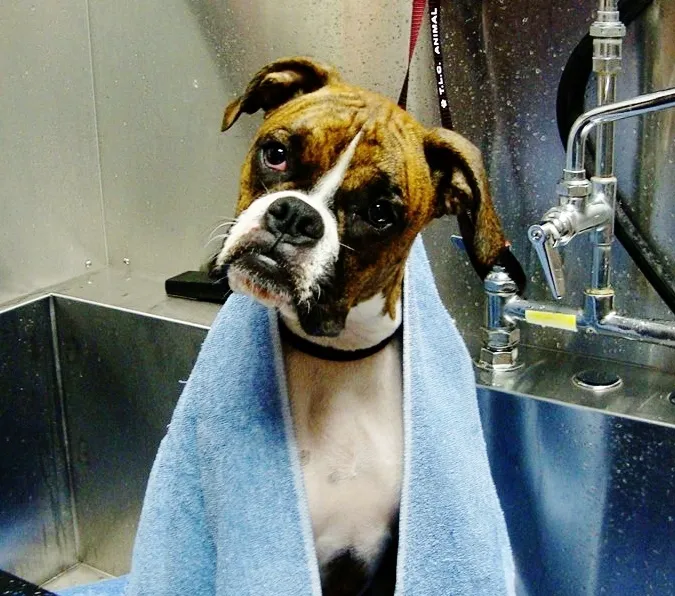 TLC Animal Hospital 12
