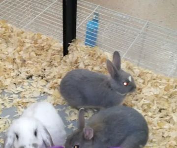 Greenwood Pets & Plants