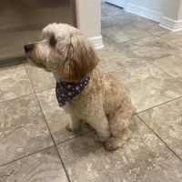 CityVet | Kingwood ico