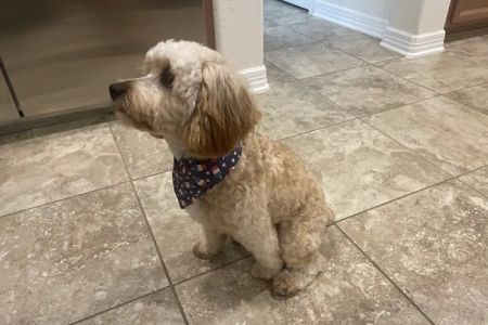 CityVet | Kingwood
