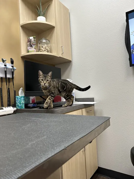 CityVet | Kingwood 12