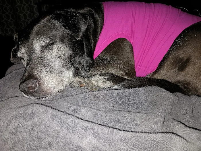 Brookdale Animal Hospital 12