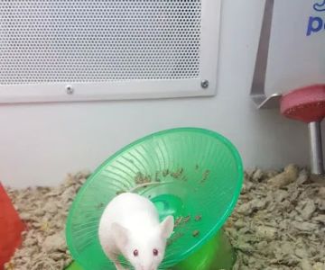 Petco