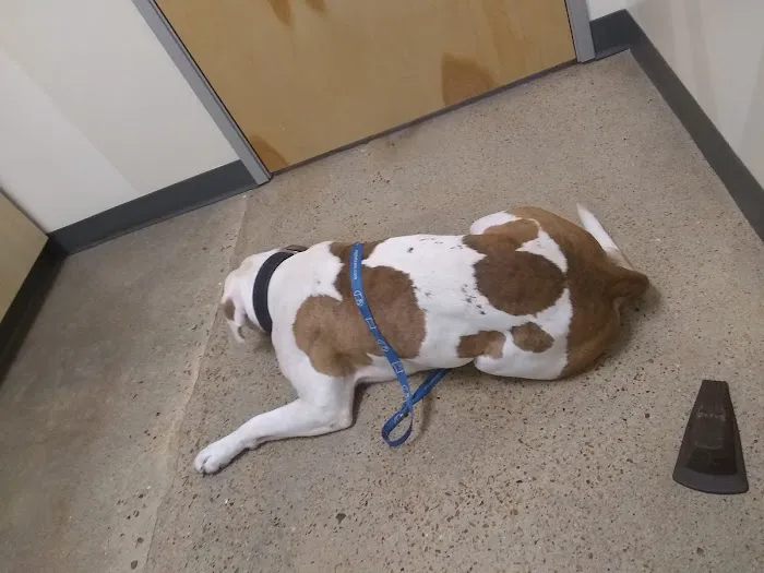 Vetco Total Care Animal Hospital 12